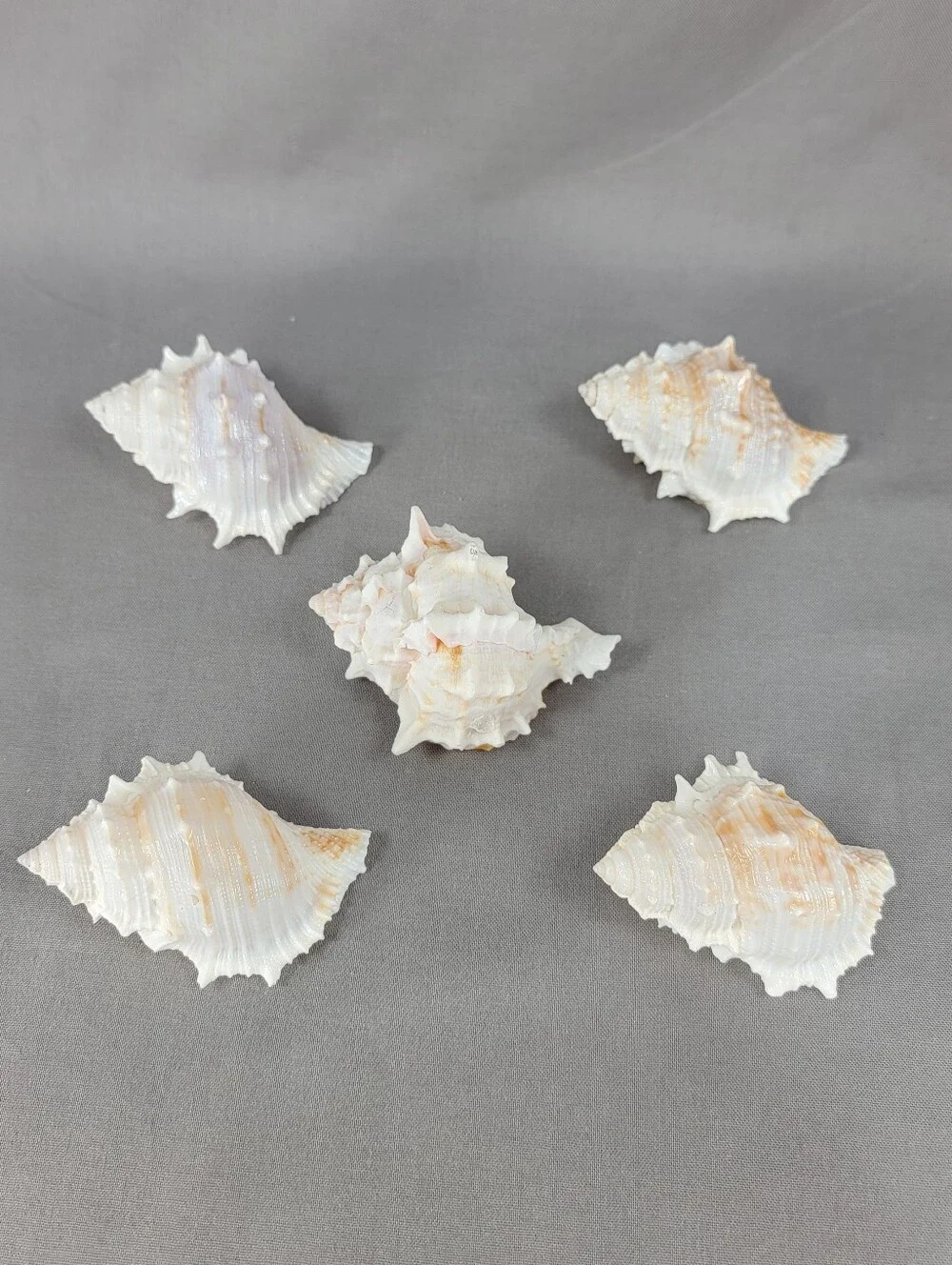 Murex Seashell Shell Mixed Lot 5 Coastal Beach Decor Crafts Natural